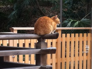 安居神社